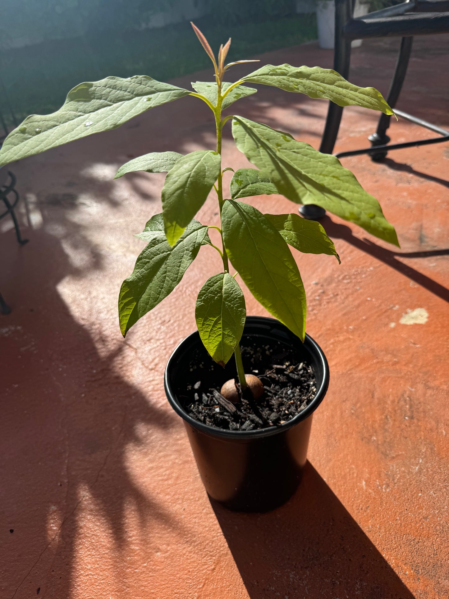Hass Avocado Tree