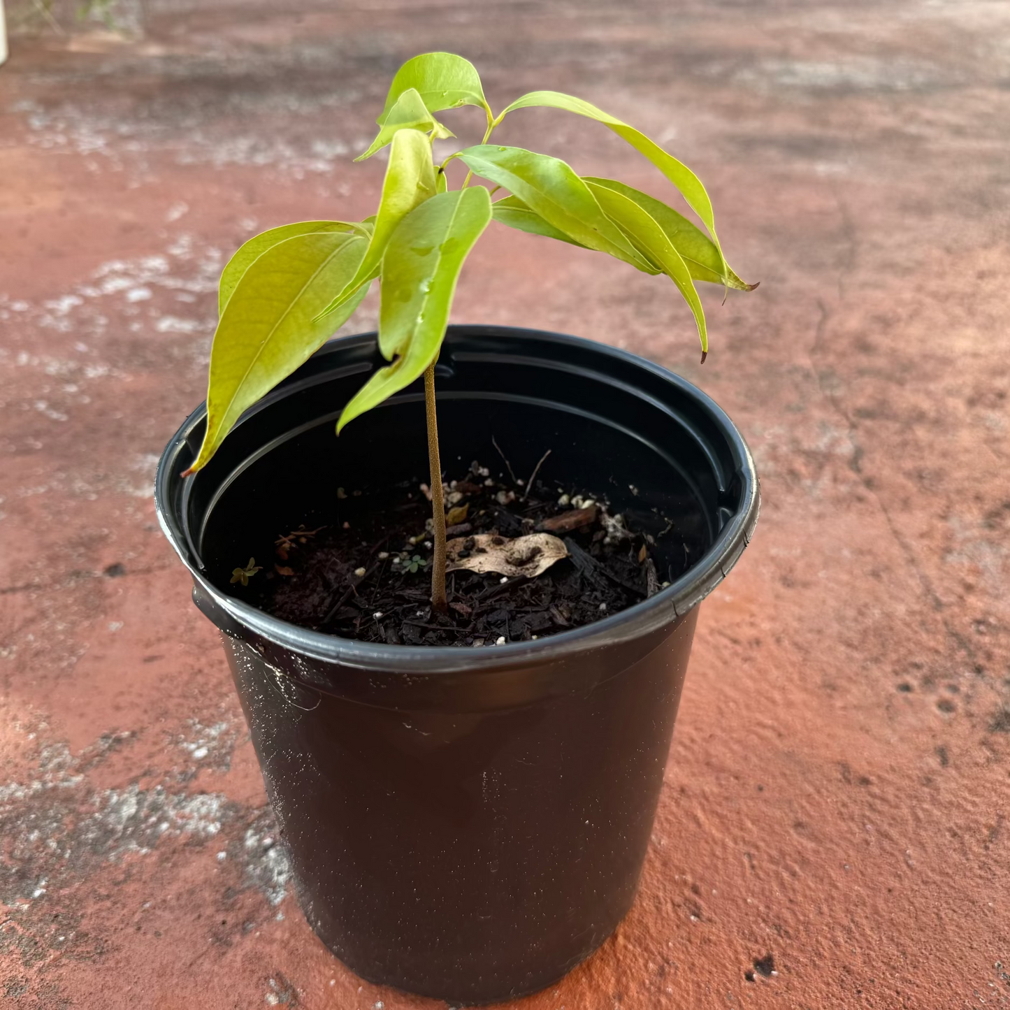 Lychee Tree