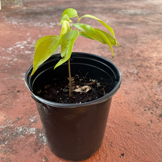 Lychee Tree